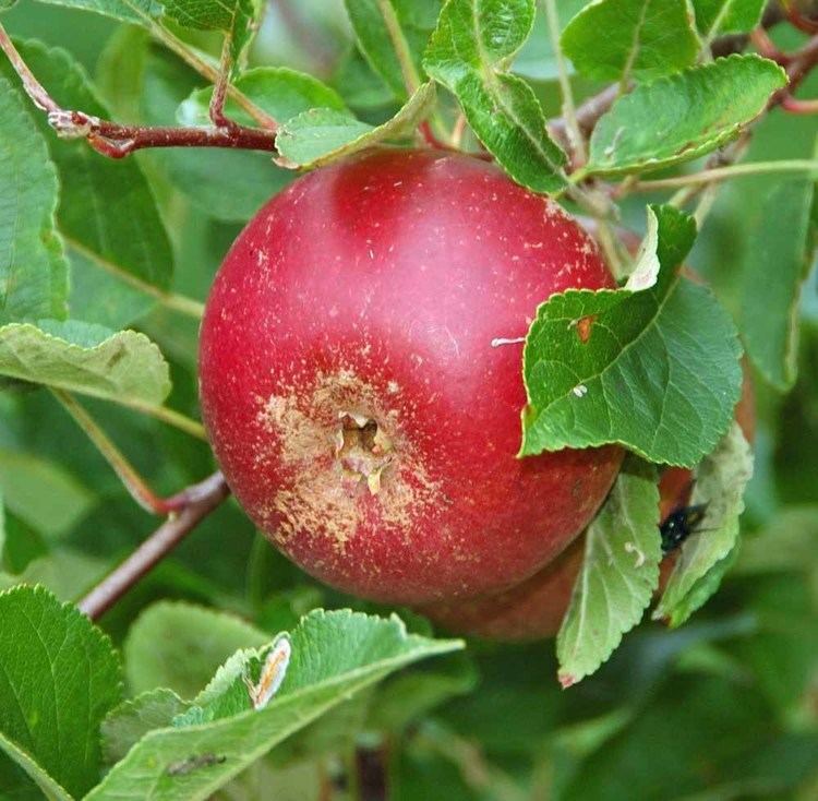 Ingrid Marie Apple variety Old apple cultivars