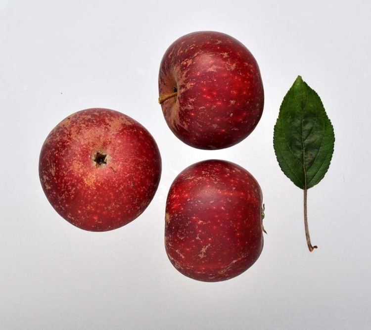 Ingrid Marie Apple variety Old apple cultivars