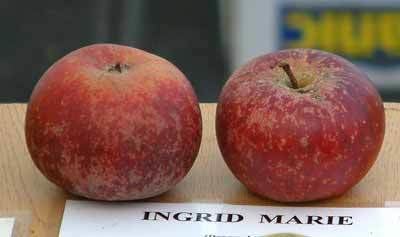 Ingrid Marie Ingrid Marie apple Nitty Grits