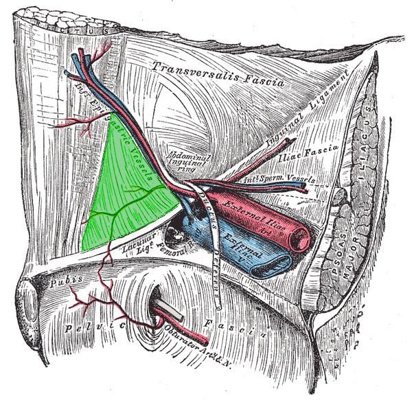 Inguinal triangle