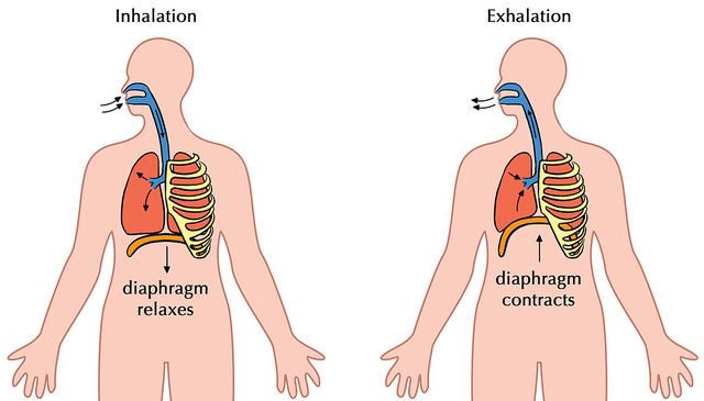 Difference Between Inhalation and Exhalation | Definition, Process ...