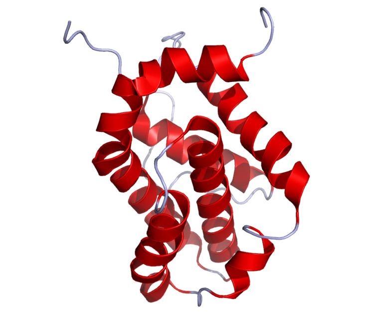 Inhibitor of apoptosis