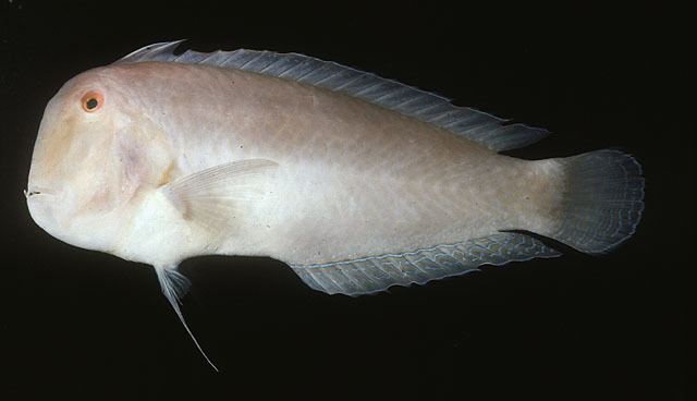 Iniistius Fish Identification