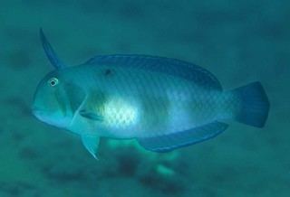 Iniistius Iniistius pavo Blue Razorfish Discover Life