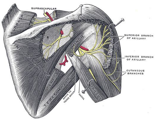 Injury of axillary nerve