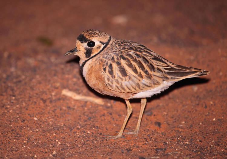Inland dotterel Simpson Desert Expeditions Mark Carter Birding and Wildlife
