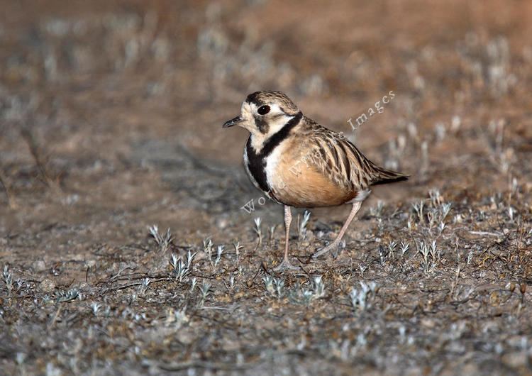 Inland dotterel australis Inland Dotterel1431 c Andy and Gill Swash