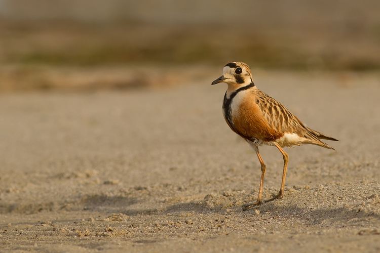 Inland dotterel Inland Dotterel