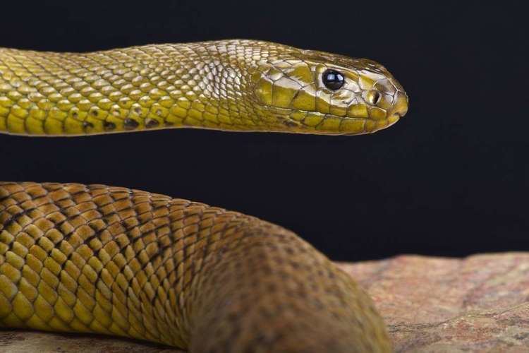 Inland taipan Fierce Snake Habitat Diet amp Reproduction Reptile Park