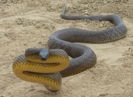 Inland taipan Inland taipan most venomous snake in the world Snake Facts