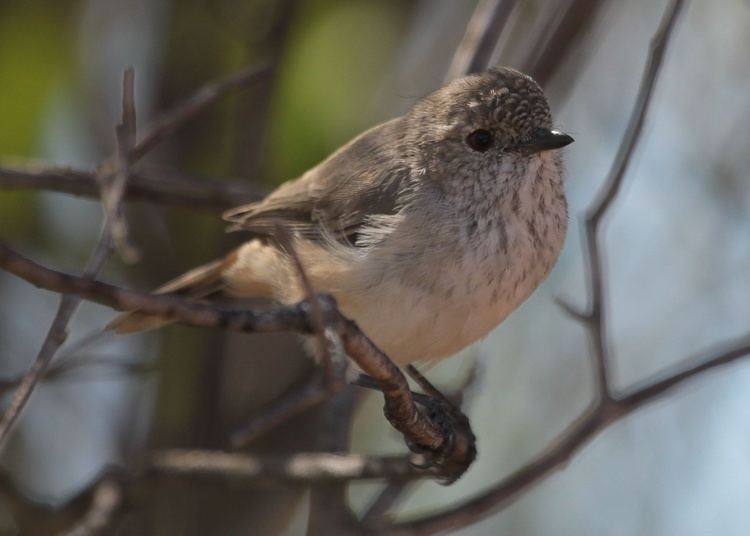 Inland thornbill Had an interesting Human experience today Inland Thornbill BIRDS