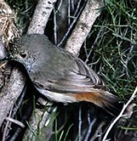 Inland thornbill wwwbirdsinbackyardsnetsiteswwwbirdsinbackyard