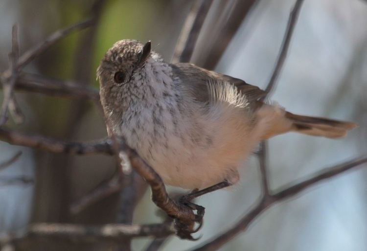 Inland thornbill Had an interesting Human experience today Inland Thornbill BIRDS