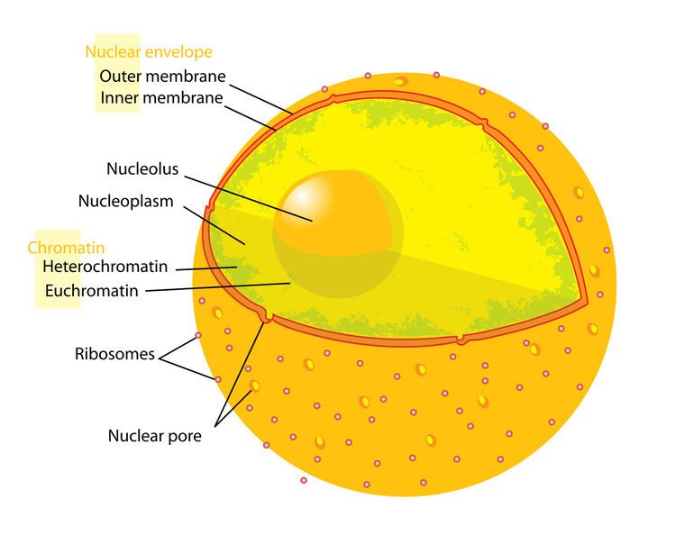 Inner membrane