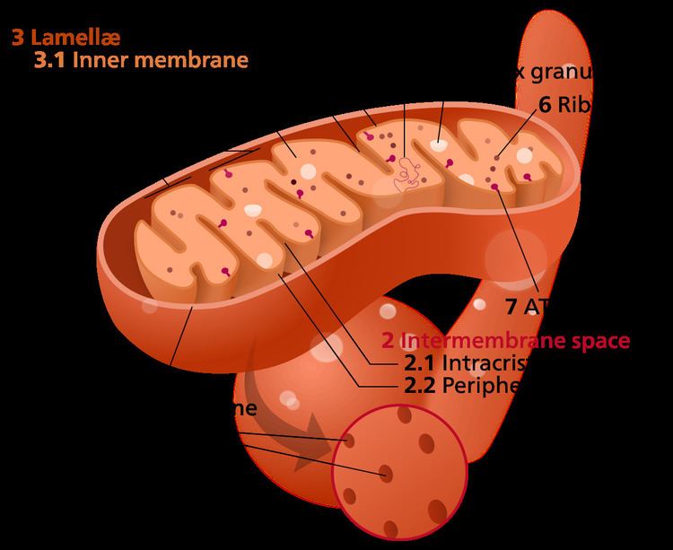 Inner mitochondrial membrane