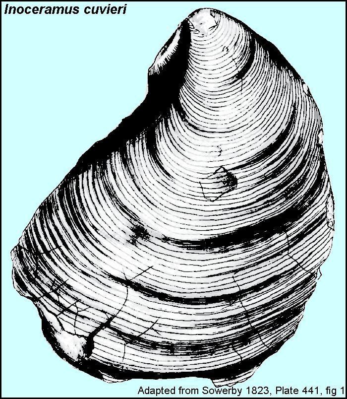 Inoceramus Inoceramids