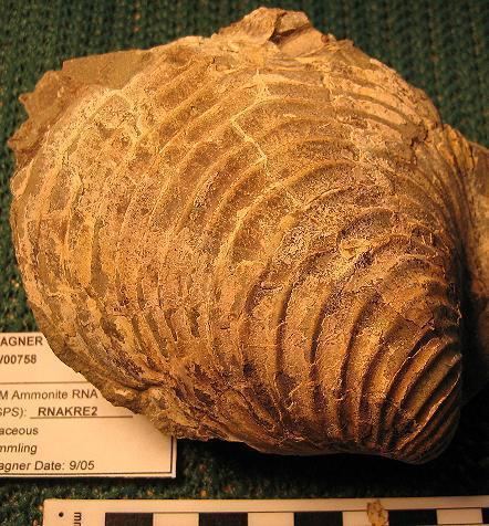 Inoceramus NaturePlus fossil ID help Inoceramus bivalve preserved in flint