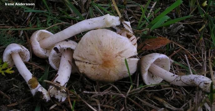 Inocybe The Genus Inocybe MushroomExpertCom