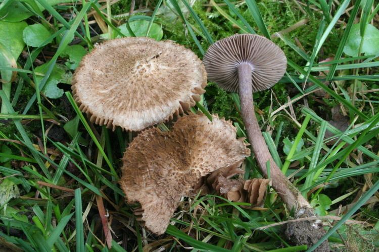 Inocybe Inocybe Wikiwand