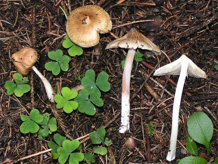 Inocybe httpsuploadwikimediaorgwikipediacommonsaa