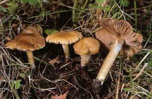 Inocybe aeruginascens Inocybe aeruginascens SPECIES AND STRAINS OF ENTEOGENIC PSILOCYBE