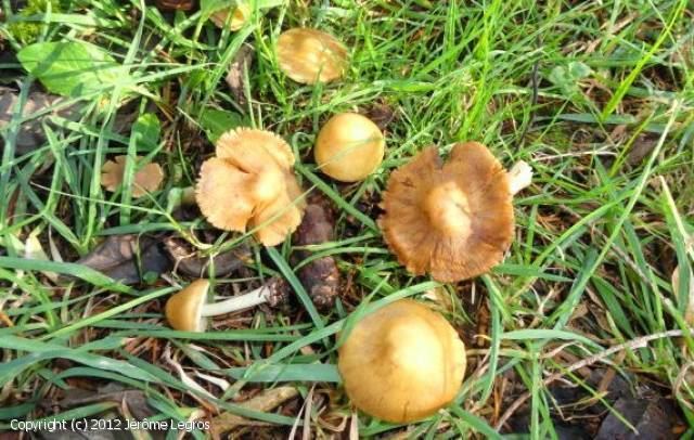 Inocybe aeruginascens MycoDB Fiche de Inocybe aeruginascens