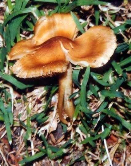 Inocybe aeruginascens wwwmushroomjohnorginocybeinocybeaeruginascens1jpg