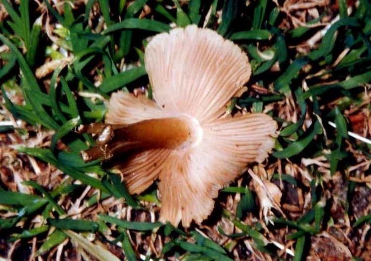 Inocybe aeruginascens inocybeaeruginascens1