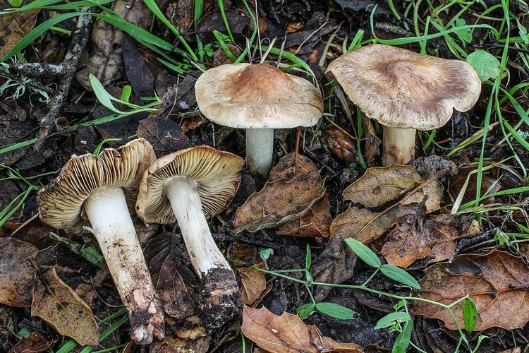 Inocybe California Fungi Inocybe fraudans