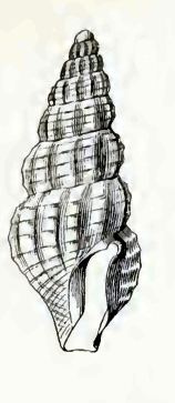 Inodrillia pharcida