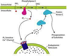 Inositol trisphosphate httpsuploadwikimediaorgwikipediacommonsthu