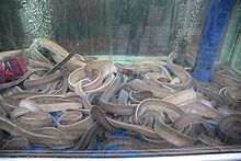 Inshore hagfish httpsuploadwikimediaorgwikipediacommonsthu