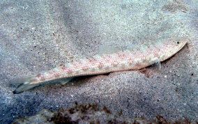 Inshore lizardfish Inshore Lizardfish Synodus foetens Caribbean Fish Identification