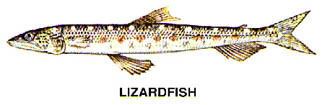 Inshore lizardfish Inshore Lizardfish Beaufort Online