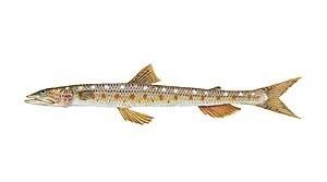 Inshore lizardfish Coastal Carolina Guide Service list of NC fish species including NC