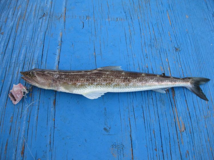 Inshore lizardfish Synodus foetens Inshore Lizardfish miciah mcnelius Flickr