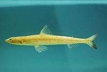 Inshore lizardfish httpsuploadwikimediaorgwikipediacommonsthu