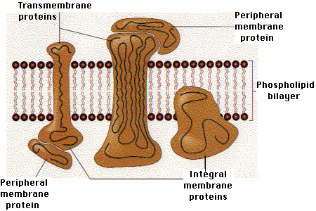 Integral membrane protein Cell Membranes