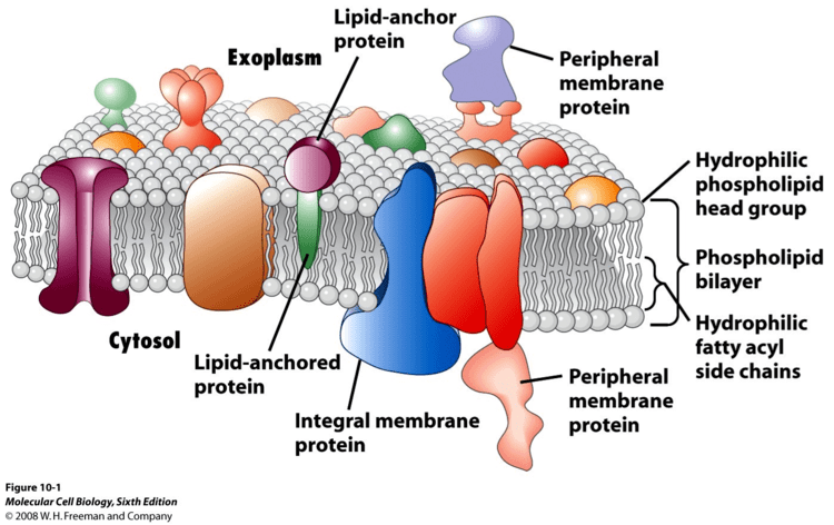 Integral membrane protein Peripheral proteins cbeb