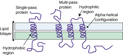 Integral membrane protein SparkNotes Cell Membranes Membrane Proteins