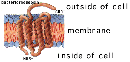 Integral membrane protein academicbrooklyncunyedubiologybio4fvpageint