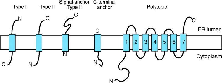 Integral membrane protein Integral membrane protein biosynthesis why topology is hard to