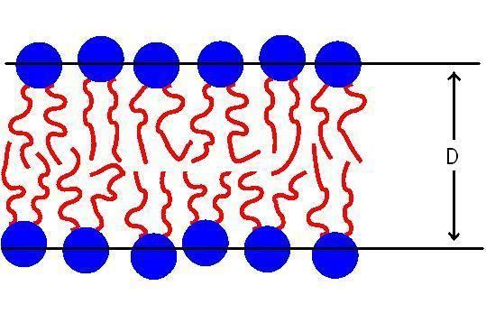 Interbilayer forces in membrane fusion