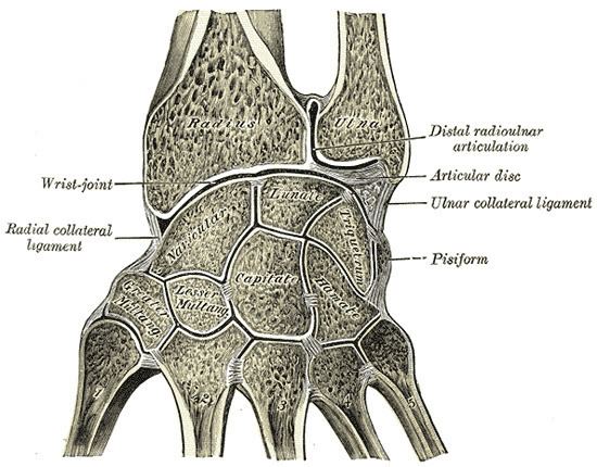 Intercarpal joints