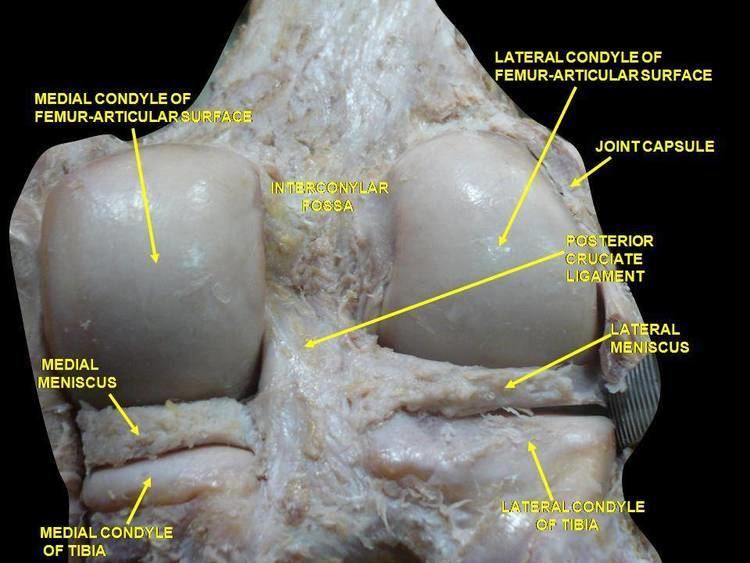 Intercondylar fossa of femur