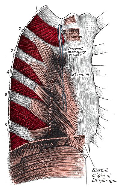 Intercostal muscle
