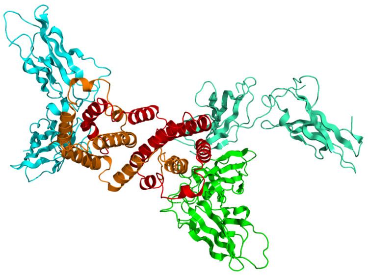 Interferon-gamma receptor