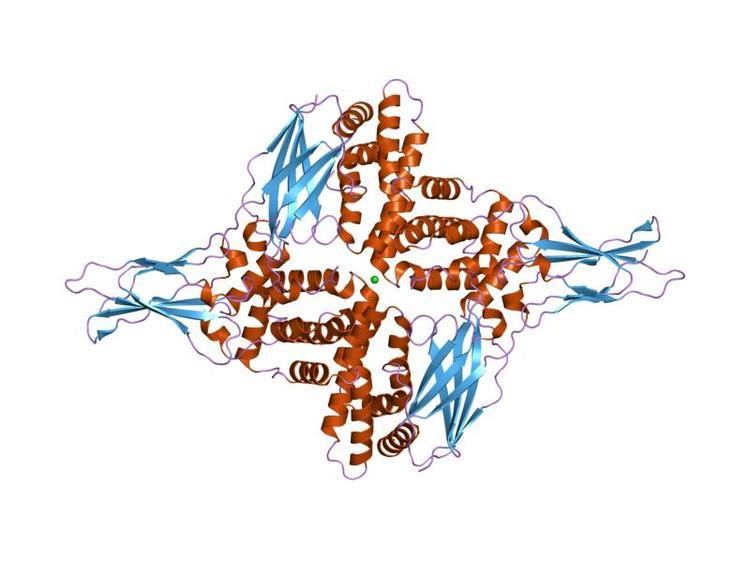 Interferon gamma receptor (IFNGR1) family