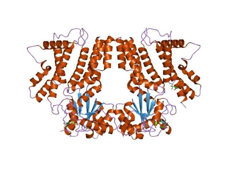 Interferon-inducible GTPase