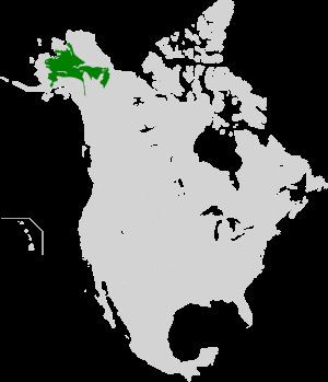 Interior Alaska-Yukon lowland taiga httpsuploadwikimediaorgwikipediacommonsthu